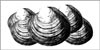 Clams