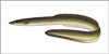 Eel